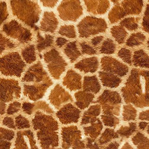 Giraffe Giraffe