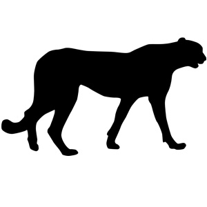 Leopard Leopard