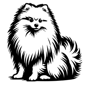  Spitz