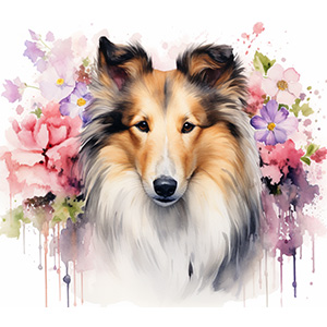 Collie Collie