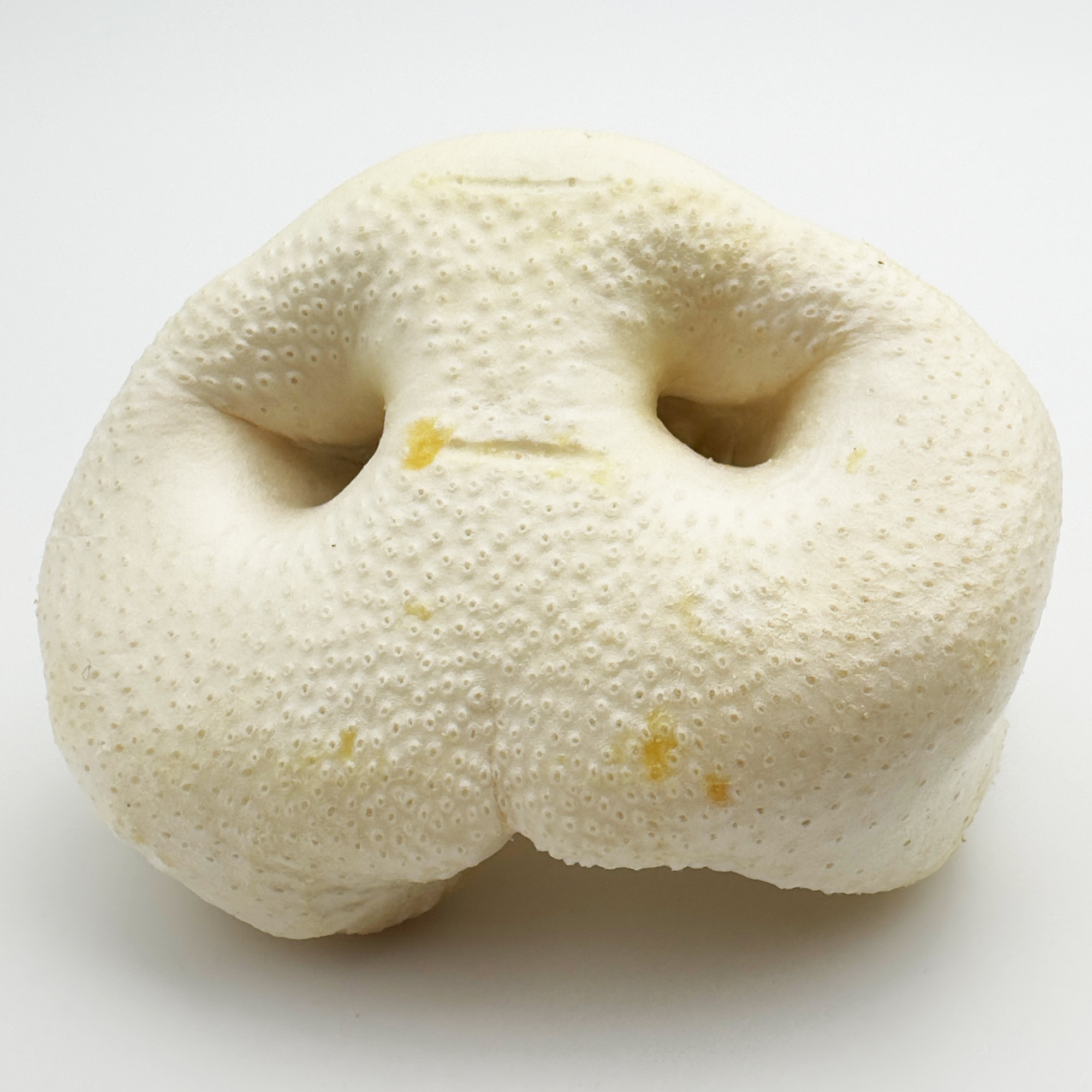 Honig Schweine Nase gepufft 