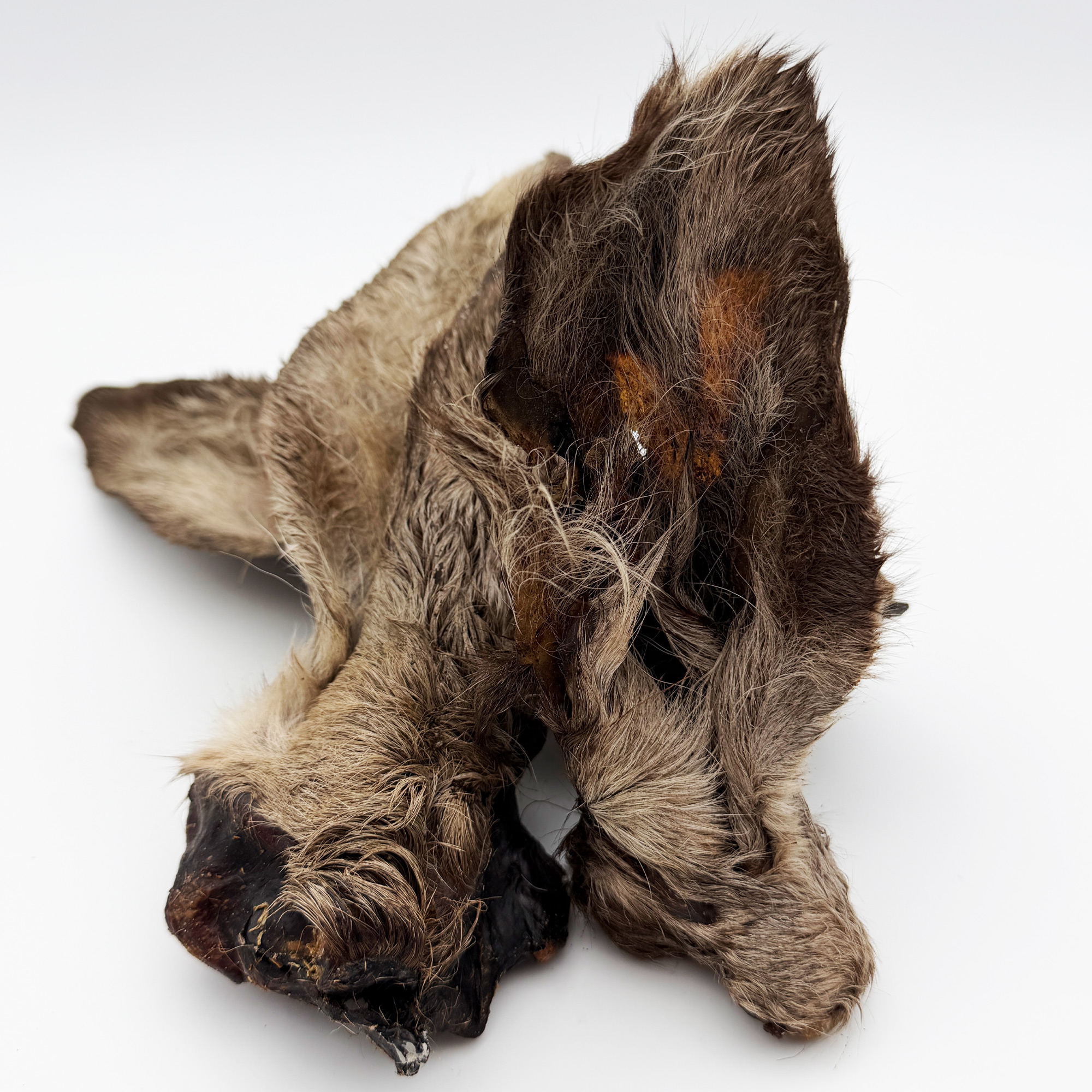 Hirsch Ohren mit Fell