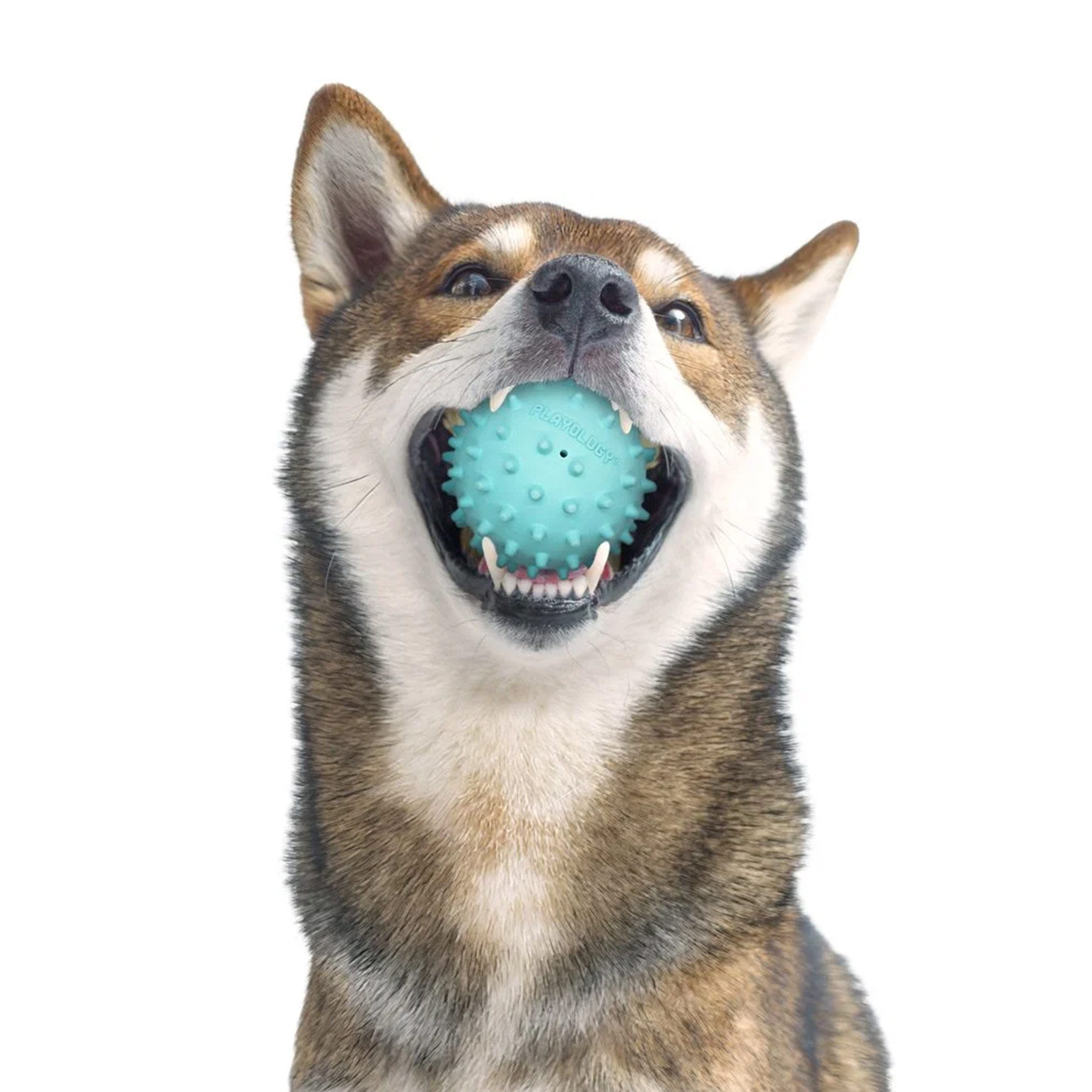 Playology Spikey Squeaky Chew Ball Medium – Erdnussbutter 