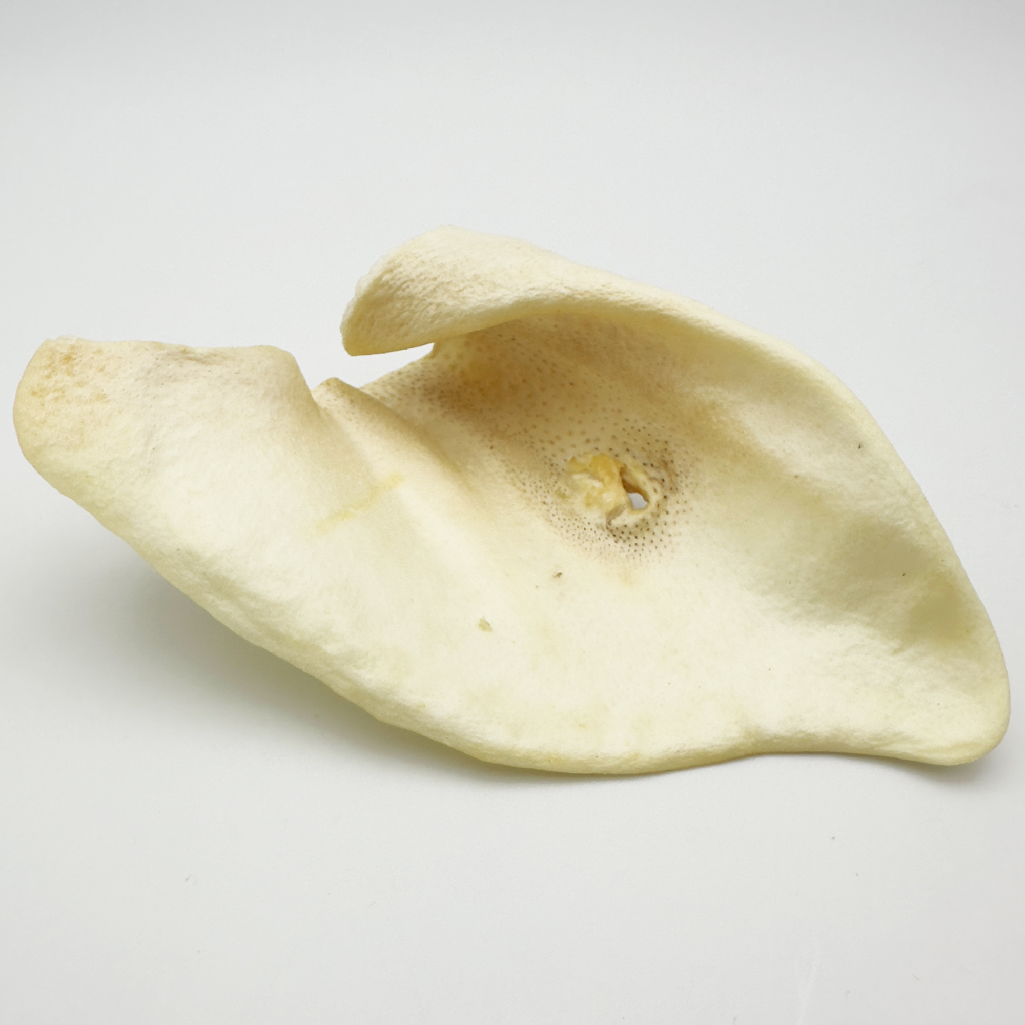 Honig Schweine Ohren gepufft