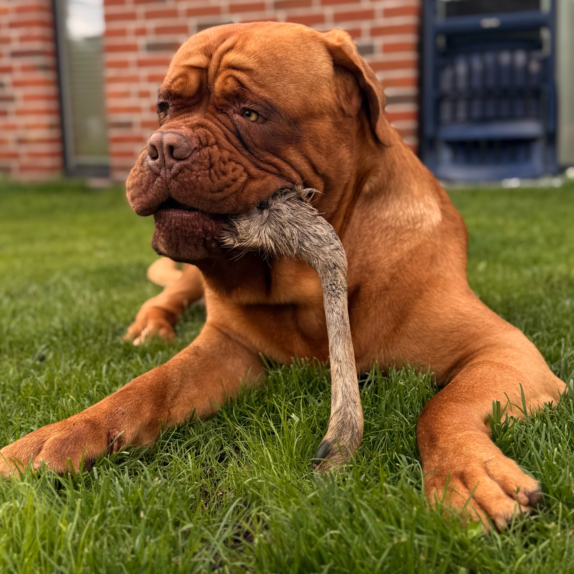 Hirsch Unterbein