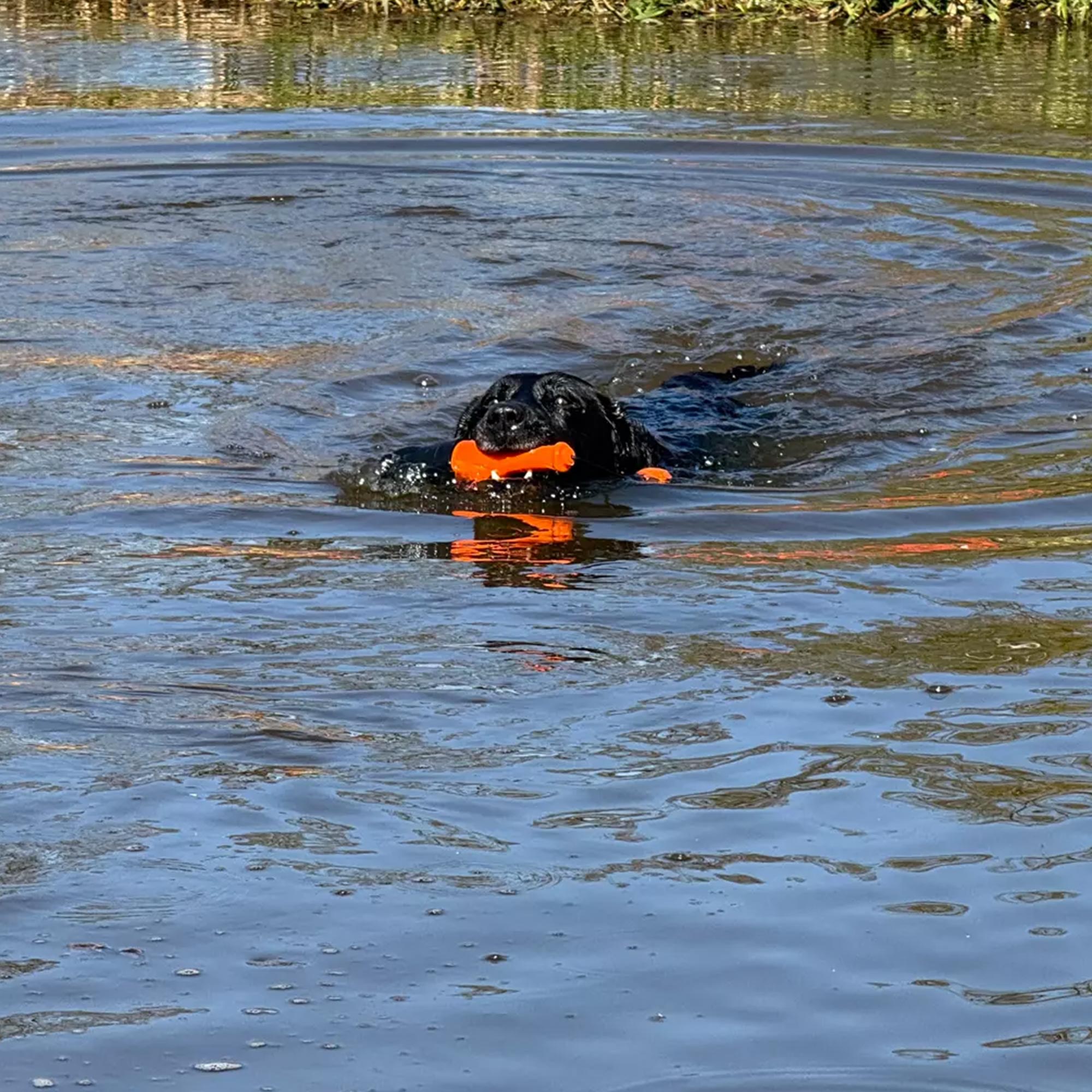 Dog Comets Bobber – Cosmic Fun for Your Dog! 🌊