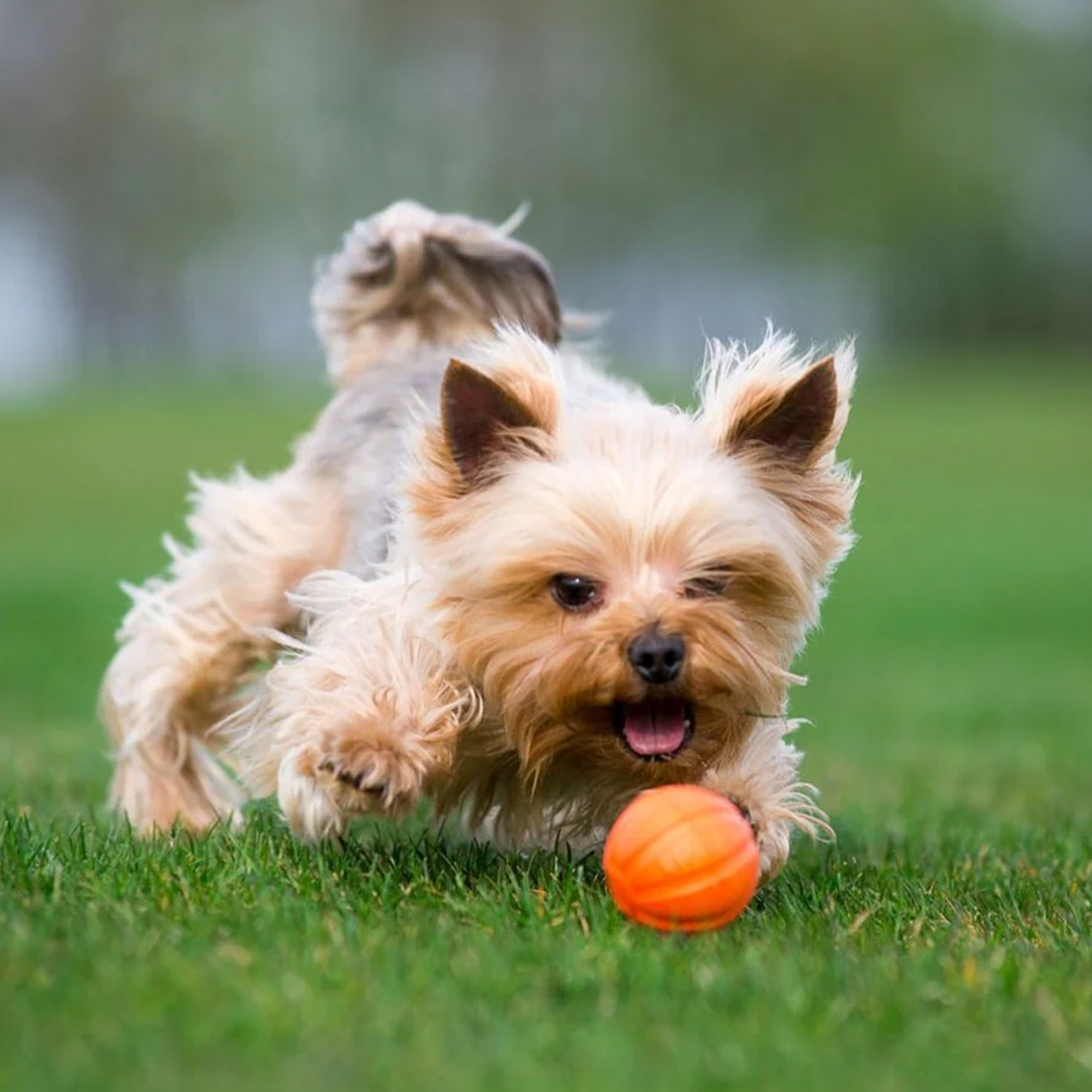 Multifunktionaler Hundeball LIKER – Das ultimative Apportierspielzeug